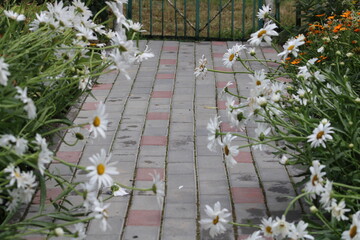 White flowers lean over the garden path