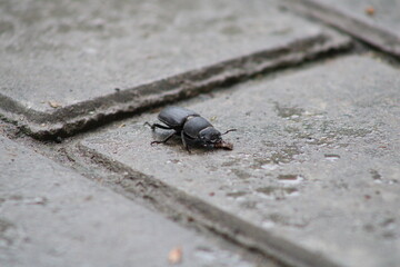 Black beetle on sidewalk paving stones close up