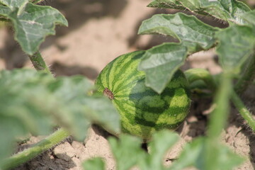 Young green watermelon ripe watermelons in the field. nature food