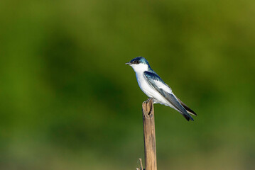 black capped kingfisher