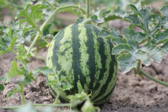 Fresh green watermelon of ripe watermelons in a field. nature food