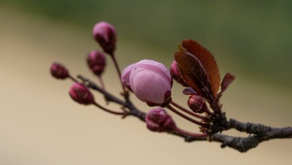 Close-up view of a blossoming cherry tree branch with pink buds - Powered by Adobe