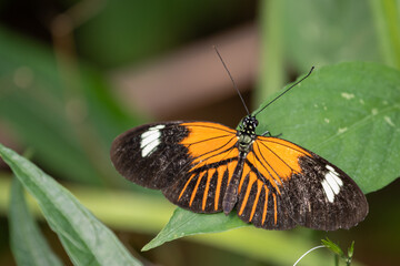 Obraz premium A butterfly on a leaf in the Netherlands