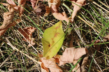 Dry autumn leaves with a yellow leaf
