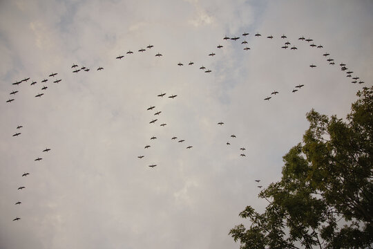 flock of birds in the sky