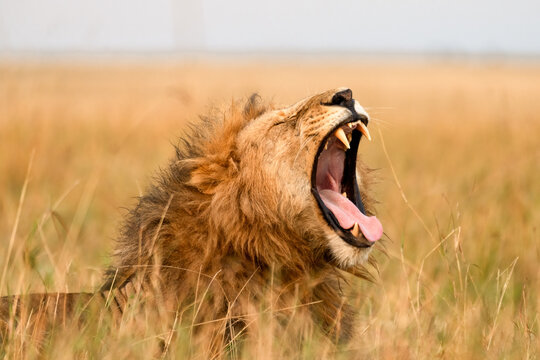 Lion roar
