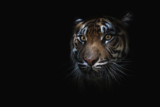Head of tiger in darkness