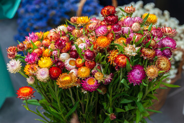 bouquet of vivid everlasting or strawflowers