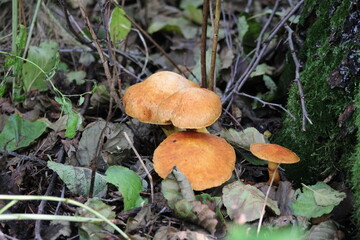 Inedible mushroom of the forest

