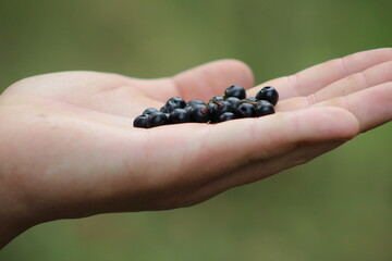 Currants in the palm. Currant berry in hand.  © Oleksandr