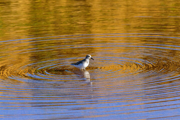 seagull in the water