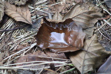 Water in brown autumn leaves in close-up