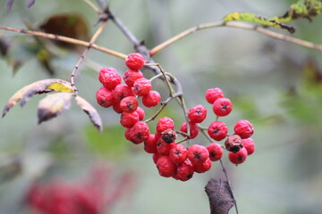 Sprig with beautiful red rowan berries.
