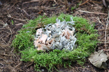 Composition of birch bark and green moss close up