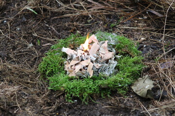 Bark tanning surrounded by green moss