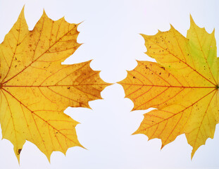 Frame of autumn leaves on white background, multicoloured leaves. High quality photo. Copy Space
