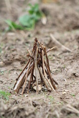 A fire is being prepared on the lawn during the summer camp close up

