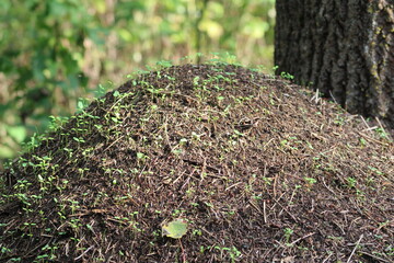 Anthill overgrown with sprouts of young plants full frame