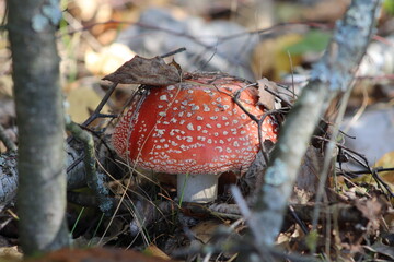 Fly agaric, red mushrooms with white spots in the grass
