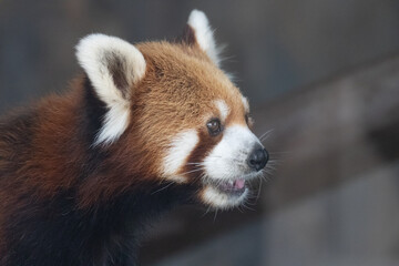 Close up Red panda Portrait