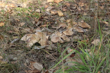 Brown little mushroom grew up in the village
