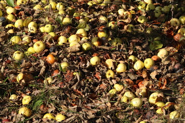 Fallen apples on the ground
