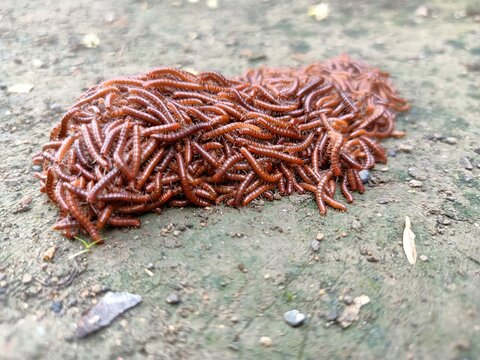 Red millipidae, Trigoniulus Corallinus, group of millipedes in Farm, insects in rainy season, group of small red MillipedesMillipede walking on ground in the rainy season. Red Millipedes Moving 