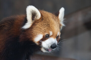 Close up Red panda Portrait