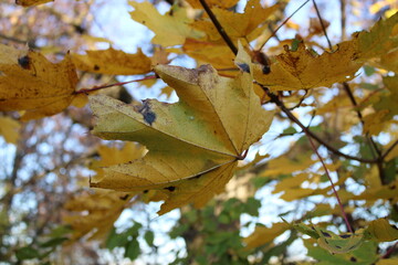 Colorful leaves hanging on a branch 