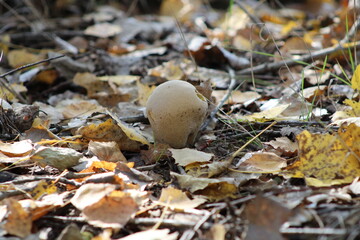 Close-up of apples on autumn leaves in the forest