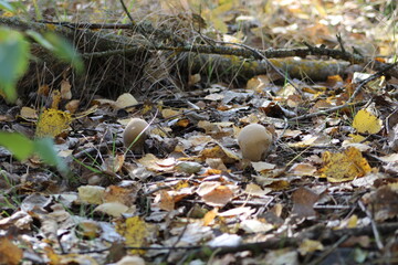 Apples on autumn leaves in the forest