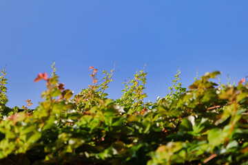 branches of climbing parthenocissus against blu sky