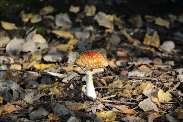 Poisonous mushroom amanita in a pine forest.
