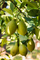 view of group of lemons hanging from tree branches