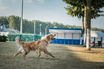 A young beautiful labrador retriever is actively playing in the park.