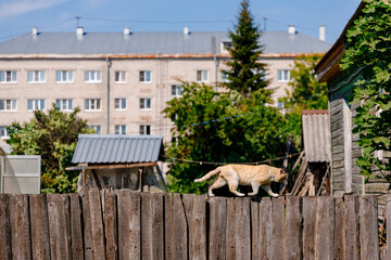 A beautiful red cat walks along a wooden fence against the background of a residential home