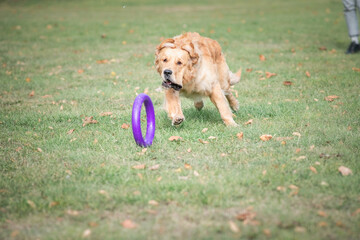Fototapeta premium A young beautiful labrador retriever is actively playing in the park.
