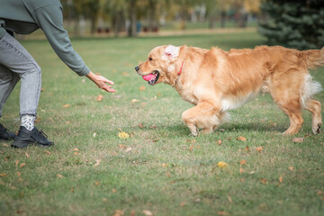 A young beautiful labrador retriever is actively playing in the park.