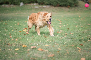 A young beautiful labrador retriever is actively playing in the park.