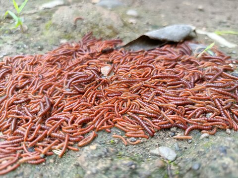 Red millipidae, Trigoniulus Corallinus, group of millipedes in Farm, insects in rainy season, group of small red MillipedesMillipede walking on ground in the rainy season. Red Millipedes Moving 