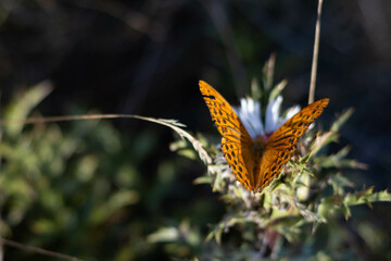 Silver washed fritillary butterfly, deep orange with black spots, Parma Italy