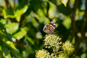 Red admiral butterfly (Vanessa Atalanta) with closed wings perched on hedge (hedera helix) in Zurich, Switzerland