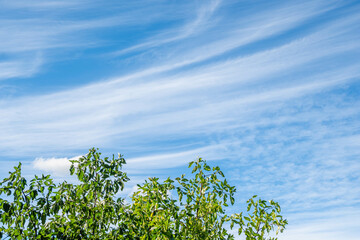 Obraz premium 流れる秋の雲とナツメの木