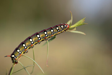 Spurge hawkmoth, Hyles euphorbiae, colourful and toxic caterpillar.