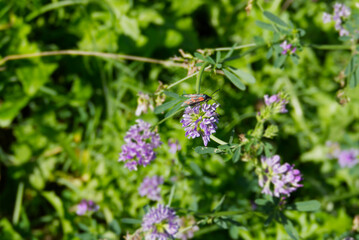 Six-spot Burnet (Zygaena filipendulae) perched on purple flower in Zurich, Switzerland
