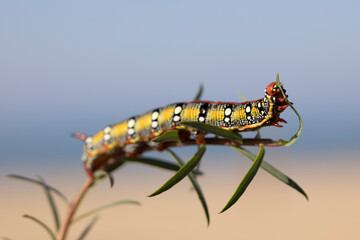 Spurge hawkmoth, Hyles euphorbiae, colourful and toxic caterpillar.