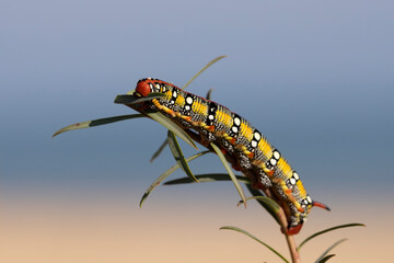 Spurge hawkmoth, Hyles euphorbiae, colourful and toxic caterpillar.