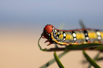 Spurge hawkmoth, Hyles euphorbiae, colourful and toxic caterpillar.