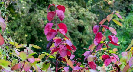 Branches of shrubs with red leaves