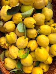 Lots of ripe yellow quince fruits ripe and collected in a basket